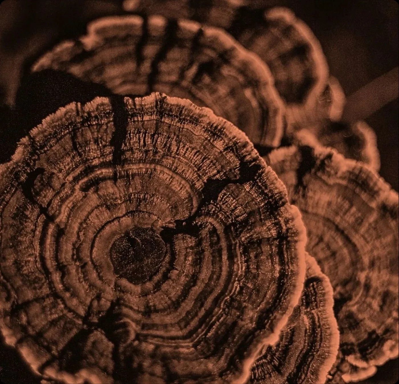 Cola de Pavo (Trametes versicolor) — textura terracota
