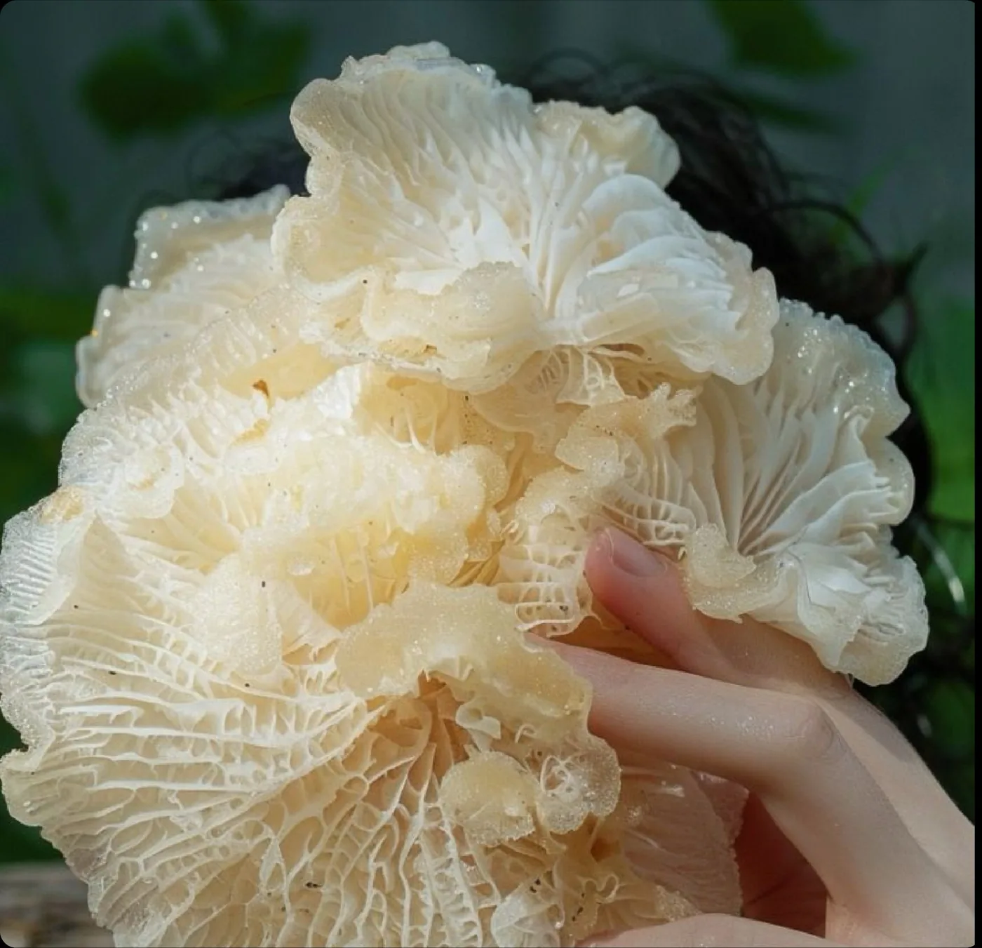 Tremella fuciformis — hongo blanco de apariencia traslúcida